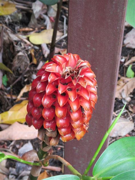 Sjanie Beyond The Shire: Cairns Botanical Gardens