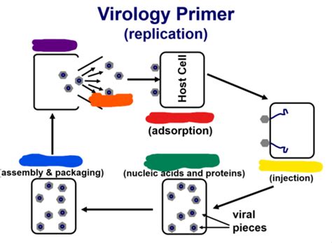 Introduction To Viruses And Fungi Flashcards Quizlet