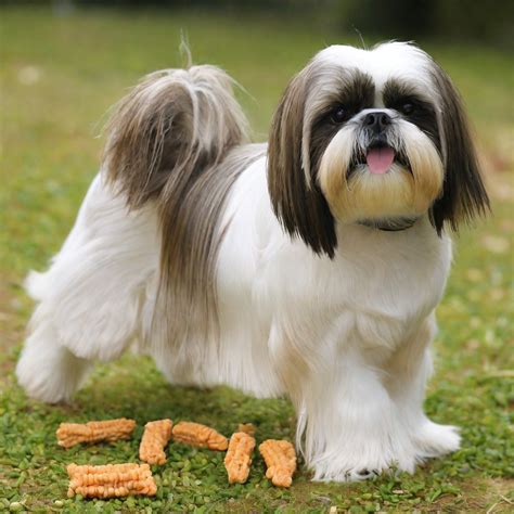 Top Allergy-Friendly Dog Food for Shih Tzus