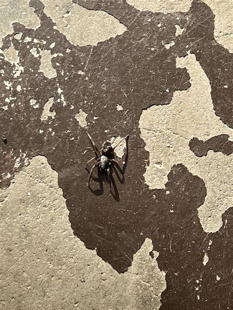 Can Someone Help Me To Identify This Spider Found In My Shoe In