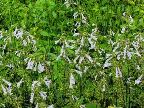 Lyreleaf Sage Salvia Lyrata Stock Image Image Of Light North