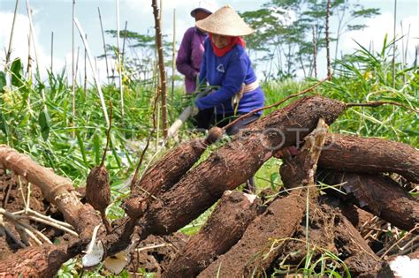 Panen Singkong Rengganis Di Temanggung Antara Foto