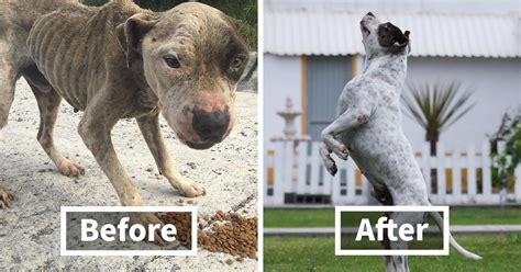 This Dog Was Found Extremely Malnourished A Few Months Later Hes