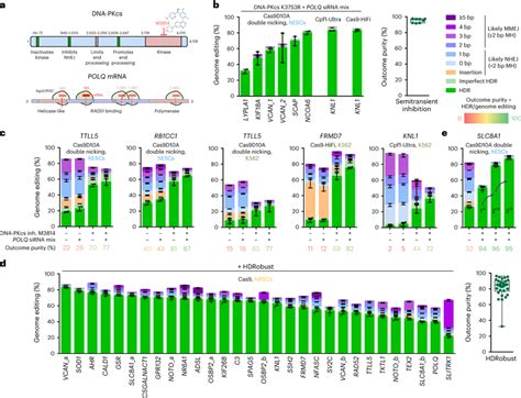 Genome Editing Using Transient Inhibition Of Repair Pathways A