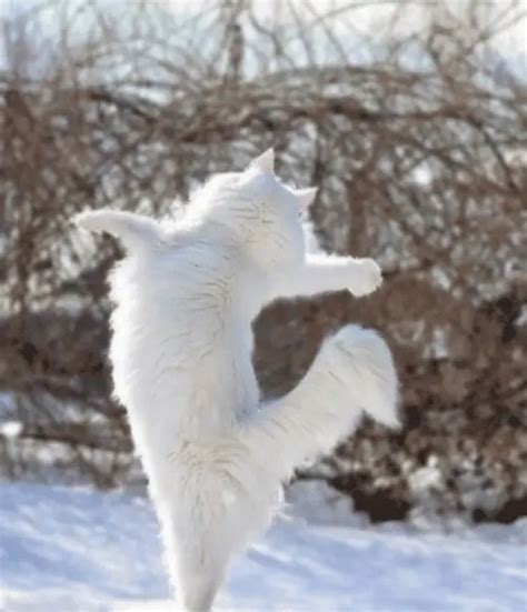 Norwegian Forest Cat Colors and Patterns