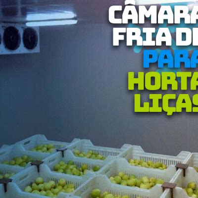 C Mara Fria Para Hortali As Mantendo A Frescura E A Qualidade Por Mais