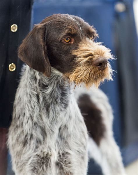 German Wirehaired Pointer Information - Dog Breeds at thepetowners