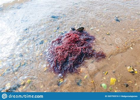 Gracilaria Red Algae Rhodophyta Baltic Sea Denmark Stock Photo