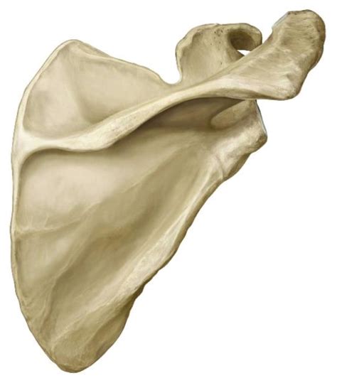 Bio Lab Appendicular Skeleton Scapula Borders Angles