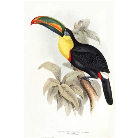 Gould Family of the Toucans - Sharp-billed Toucan