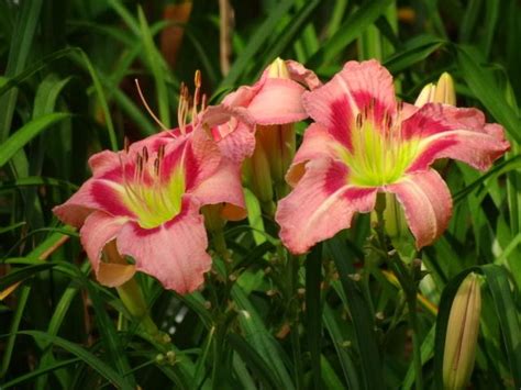 Daylily Hemerocallis Hot Springs Belle In The Daylilies Database Garden Org