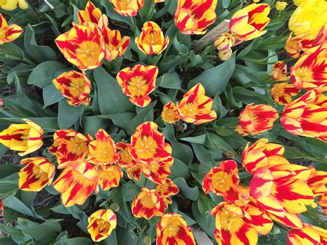 30 Of The Rarest Tulips In The World Check Out This Exclusive Photo Gallery Of Our Very