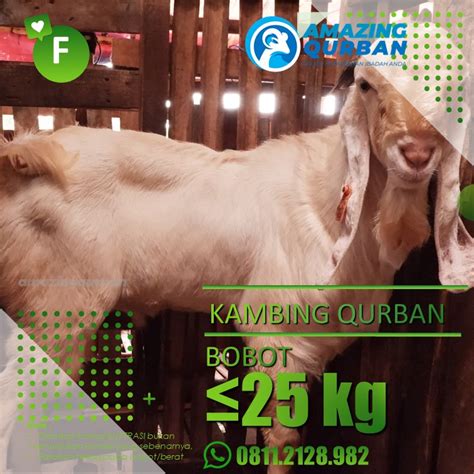 PROMO SPESIAL HARI RAYA IDUL ADHA HEWAN QURBAN KAMBING QURBAN MURAH