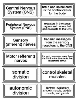 Flash Cards Covering The Nervous System By Everything Science And Beyond