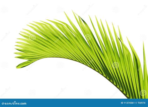 Palm Tree Leaf Stock Image - Image: 11374361