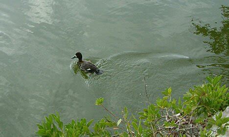 Cayman Wildlife Connection