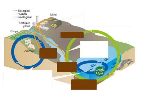 Phosphorus Cycle Diagram | Quizlet