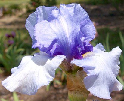 Coastal Mist Tall Bearded Iris Nola S Iris Gardens