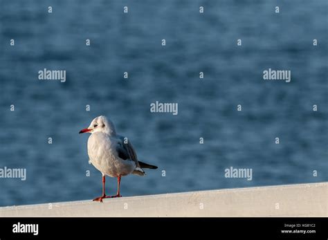 Nonbreeding High Resolution Stock Photography And Images Alamy