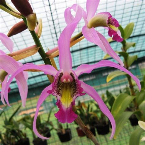 Laelia superbiens Orquídeas Plantas Flores