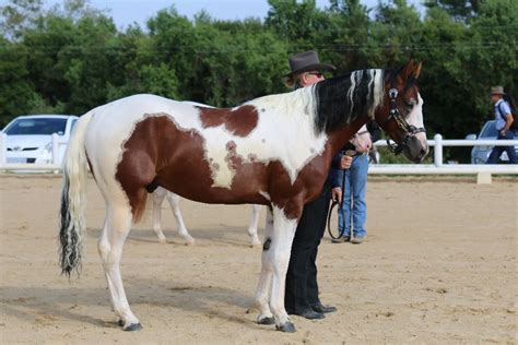 American Paint Horses - Uniquine Quarter Horse Stud - Tiegerpoort, Garsfontein Drive, Pretoria East