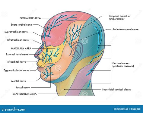 Nerves In Human Head Stock Vector Illustration Of Nervous 269334655