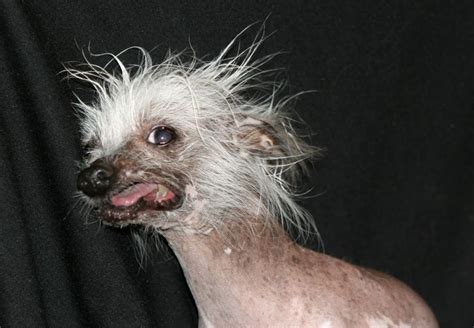 16 unrecognizable hairless animals