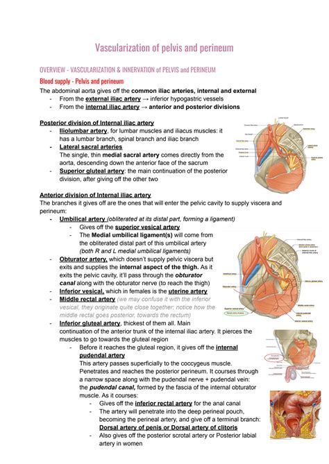 SOLUTION Vascularization Of Pelvis And Perineum Studypool