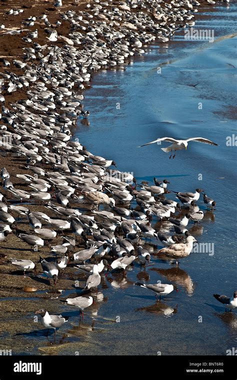 Red knot feeding hi-res stock photography and images - Alamy