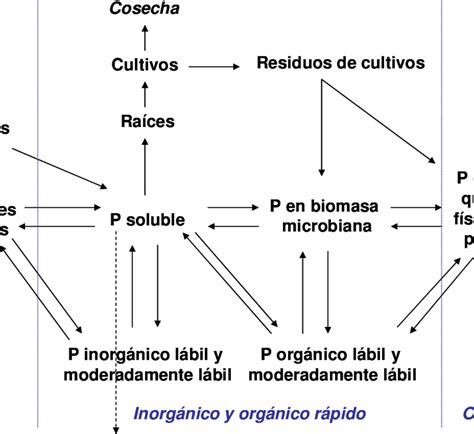 Ciclo del fósforo en el sistema suelo planta Adaptado de Stewart y