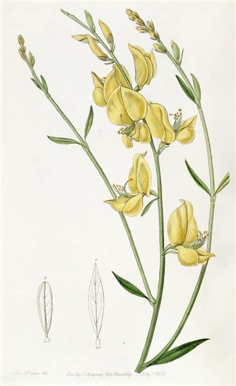 sharp leaved spanish broom artvee