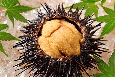 Uni don うに丼 Sea Urchin Rice Bowl The Chef Dojo