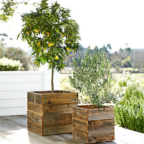 Growing Citrus Trees In Pots The Tree Center™