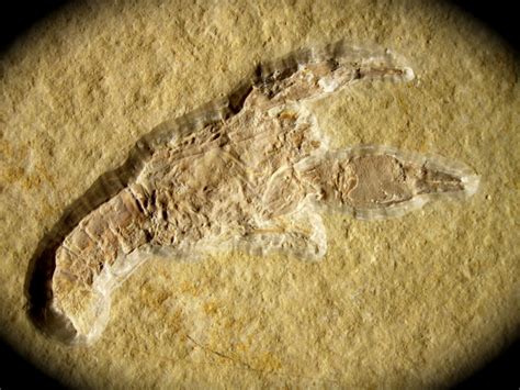 Solnhofen Decapod Fossil