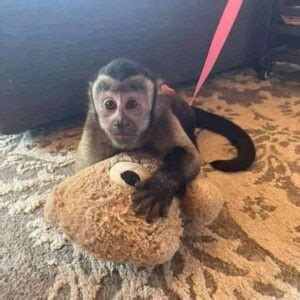 Capuchin Monkey For Sale At Good Prices Trained Health