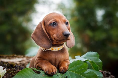 Everything You Need to Know About Dachshund Training