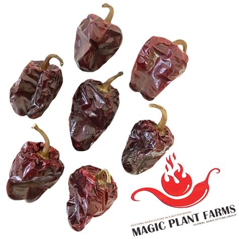 Aleppo Pepper | Chili Pepper Varieties | Magic Plants Farms