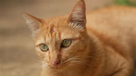 Domestic Outdoor Ginger Cat With Cat Fight Wound On Its Head And