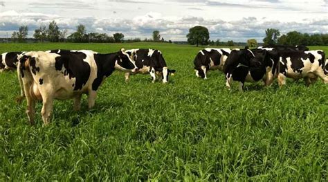 Tips for Effective Pasture Management in Cattle Farming