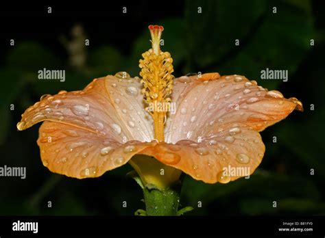 Peach color hibiscus Fotos und Bildmaterial in hoher Auflösung Alamy