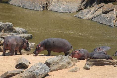 Nairobi Tour Privato Di Giorni Del Maasai Mara Nakuru E Naivasha