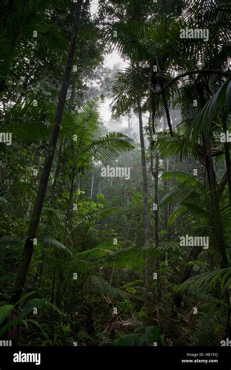 Lowland Rainforest Sipaliwini Surinam Stock Photo Alamy