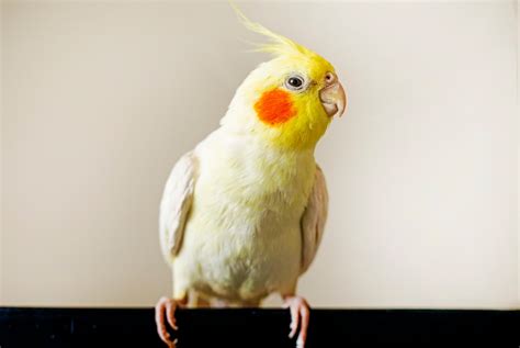 7 Best Pet Bird Species | PetMD