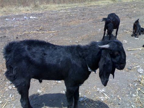 Osmanabadi Goat