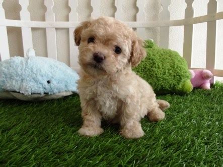 Maltipoo Puppies for Sale Near Me | Maltipoo