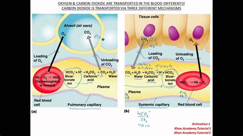 Carbon Dioxide Transport Chart