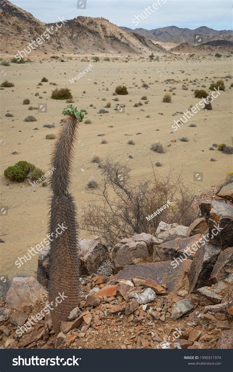 Half Mens Plant Pachypodium Namaquanum Photographed Stock Photo