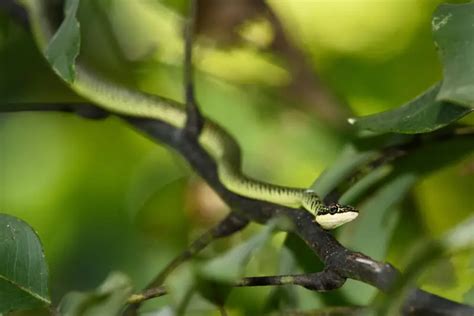 Golden Tree Snake - Facts, Diet, Habitat & Pictures on Animalia.bio