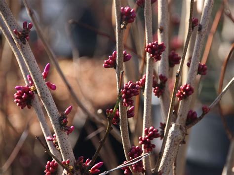 Chinesischer Judasbaum Avondale Cercis Chinensis Avondale