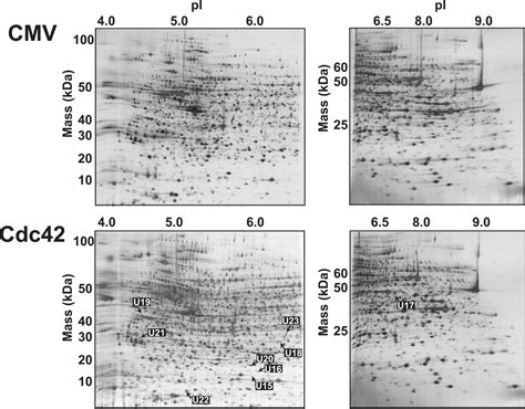 Functional Proteomics Identifies Protein Tyrosine Phosphatase B As A